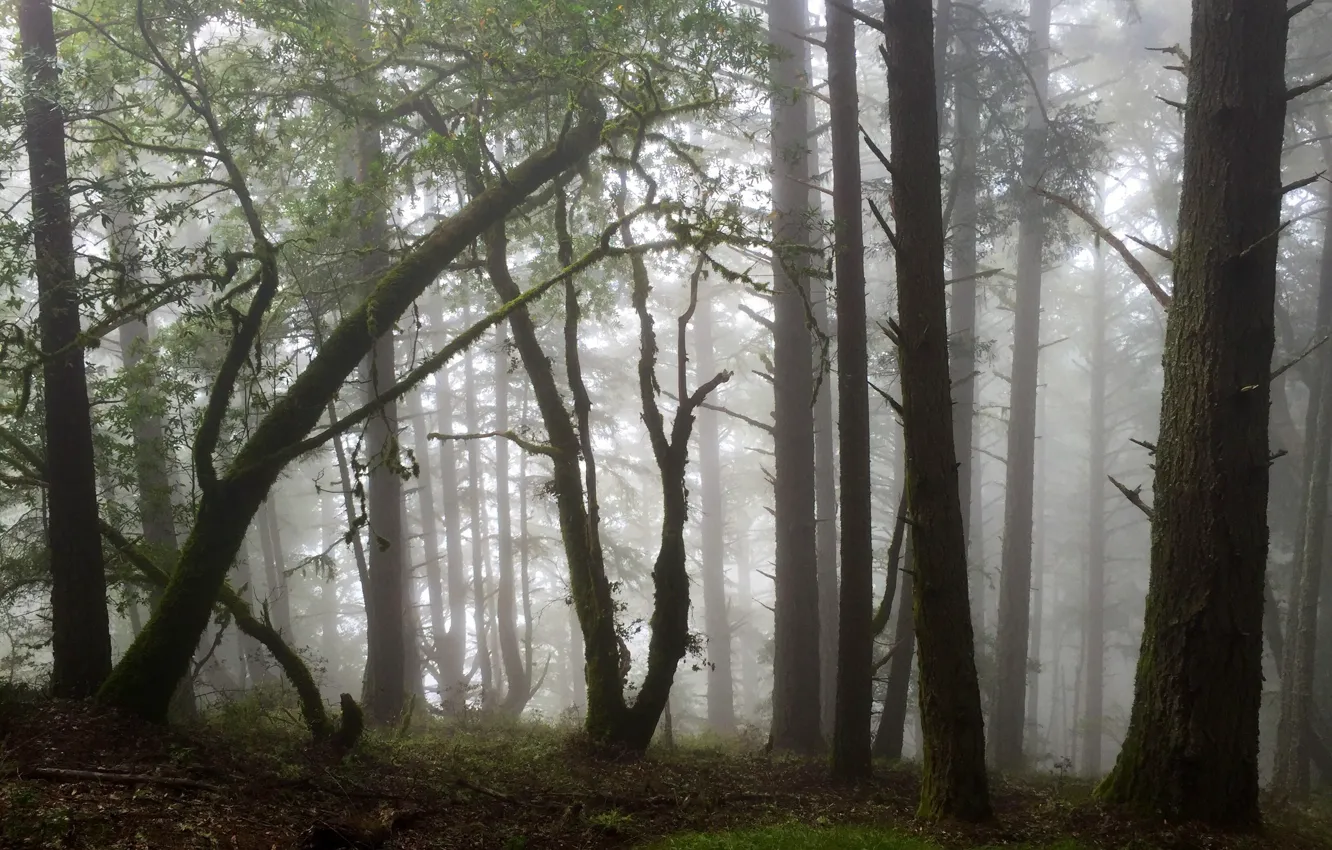 Photo wallpaper forest, trees, nature, fog, CA, USA, USA, California
