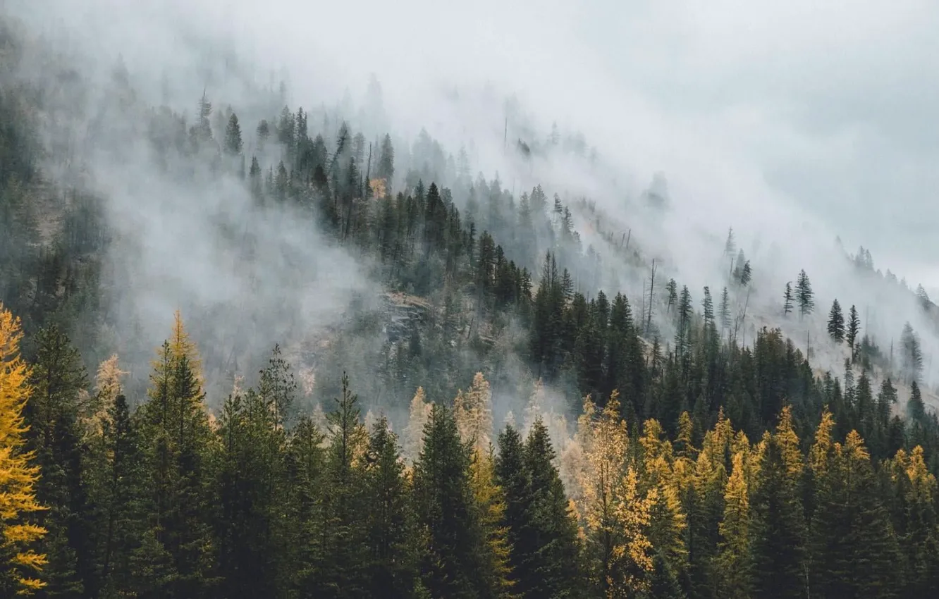 Photo wallpaper forest, trees, nature, fog, slope