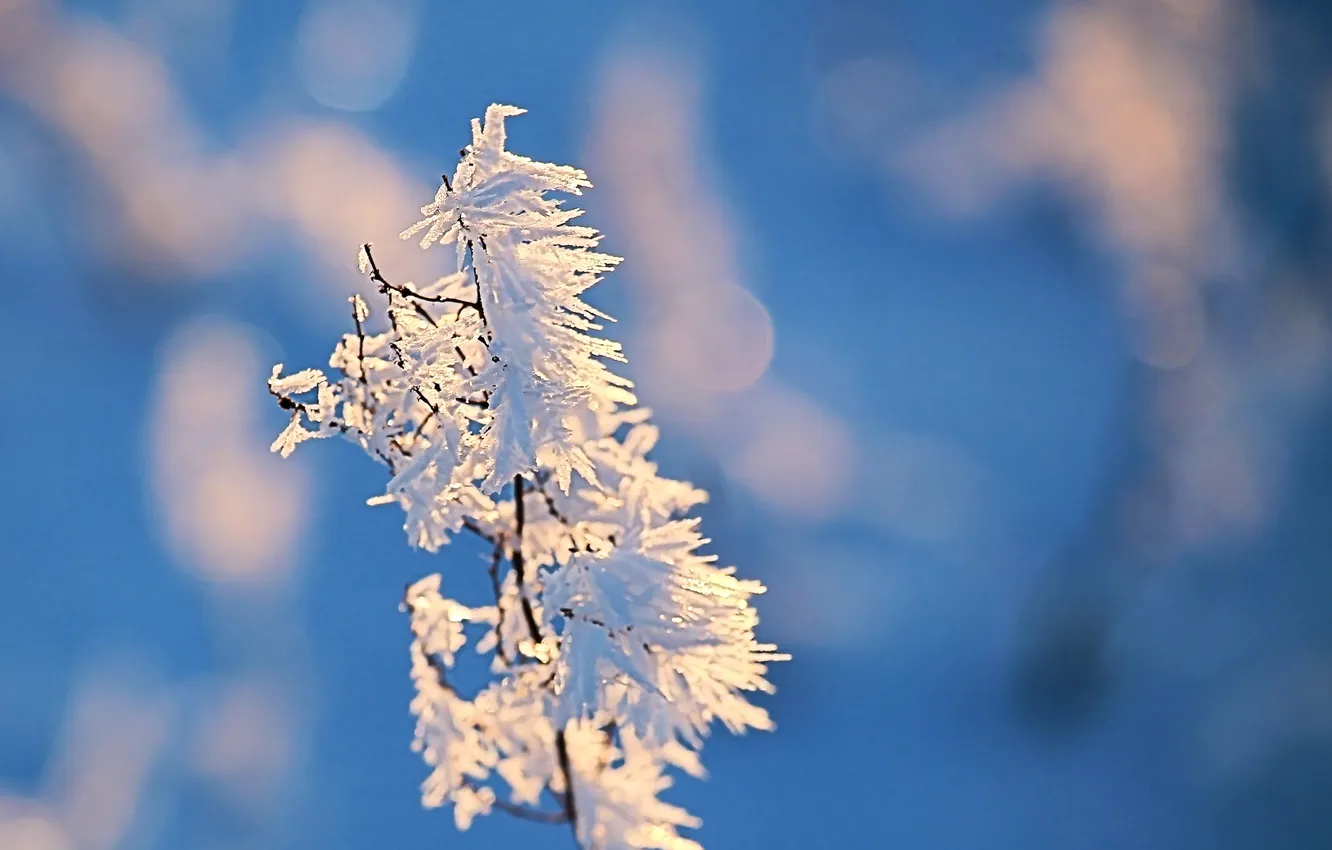 Photo wallpaper winter, frost, the sky, snow, trees, branches, nature, frost