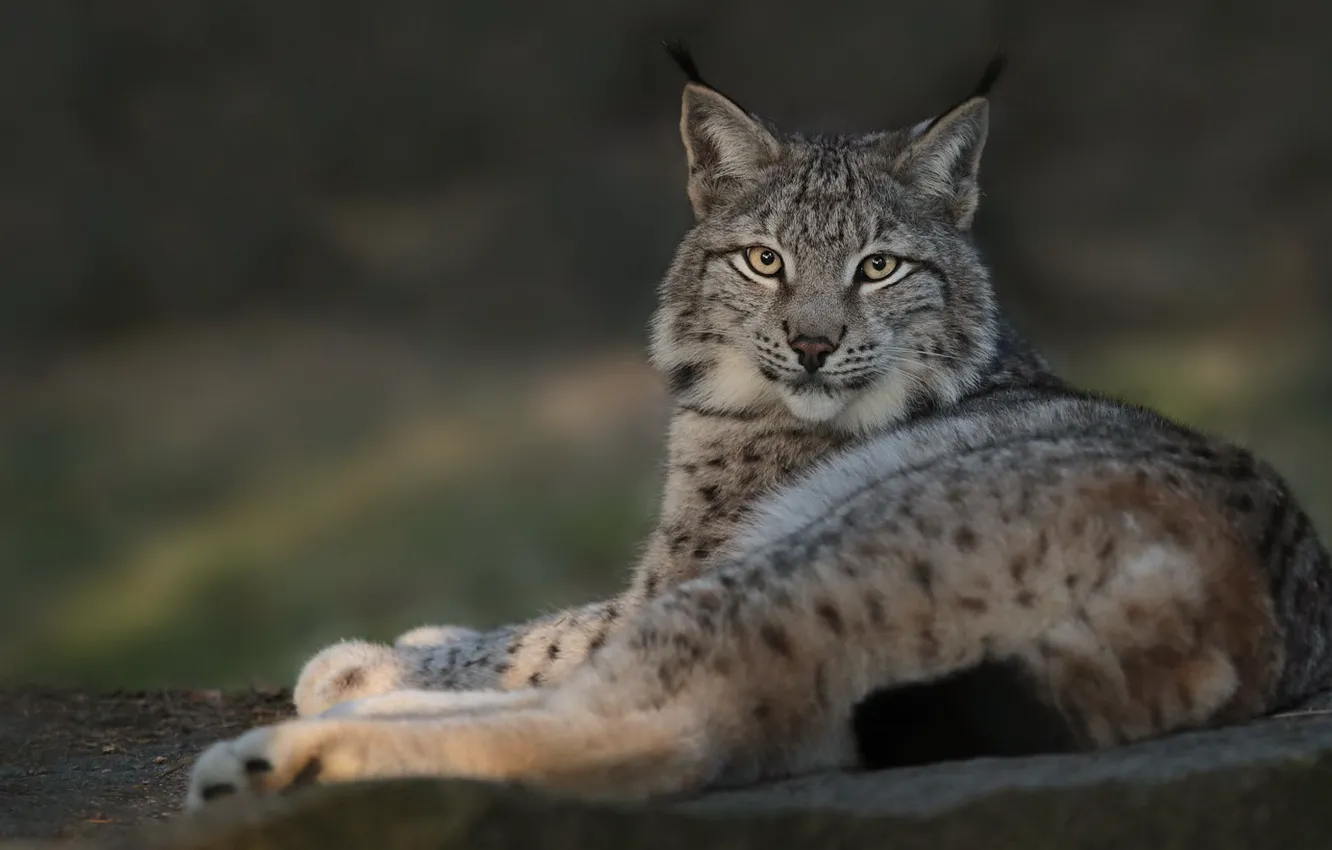 Photo wallpaper look, pose, stay, paws, lies, lynx, face, bokeh