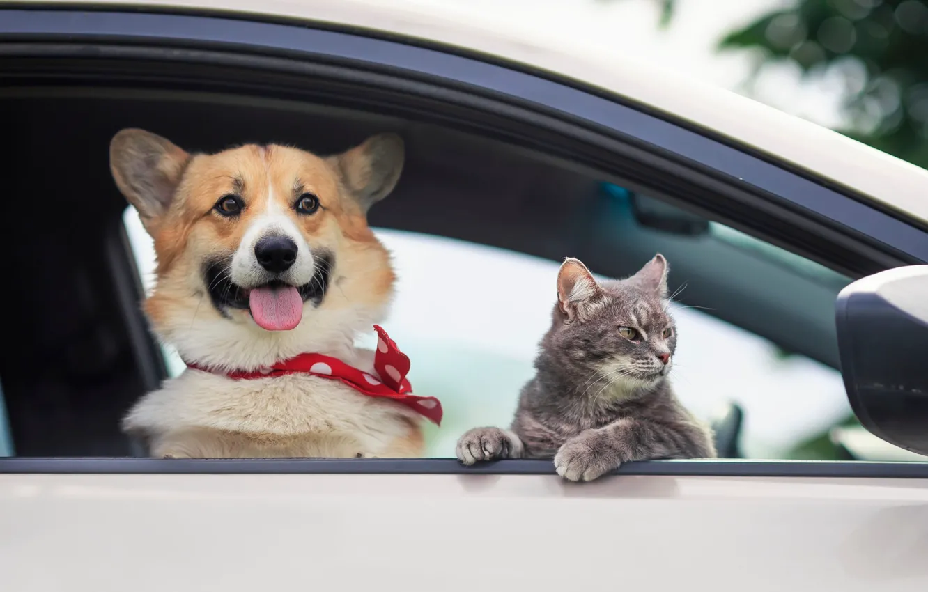 Photo wallpaper machine, language, cat, cat, look, grey, each, dog