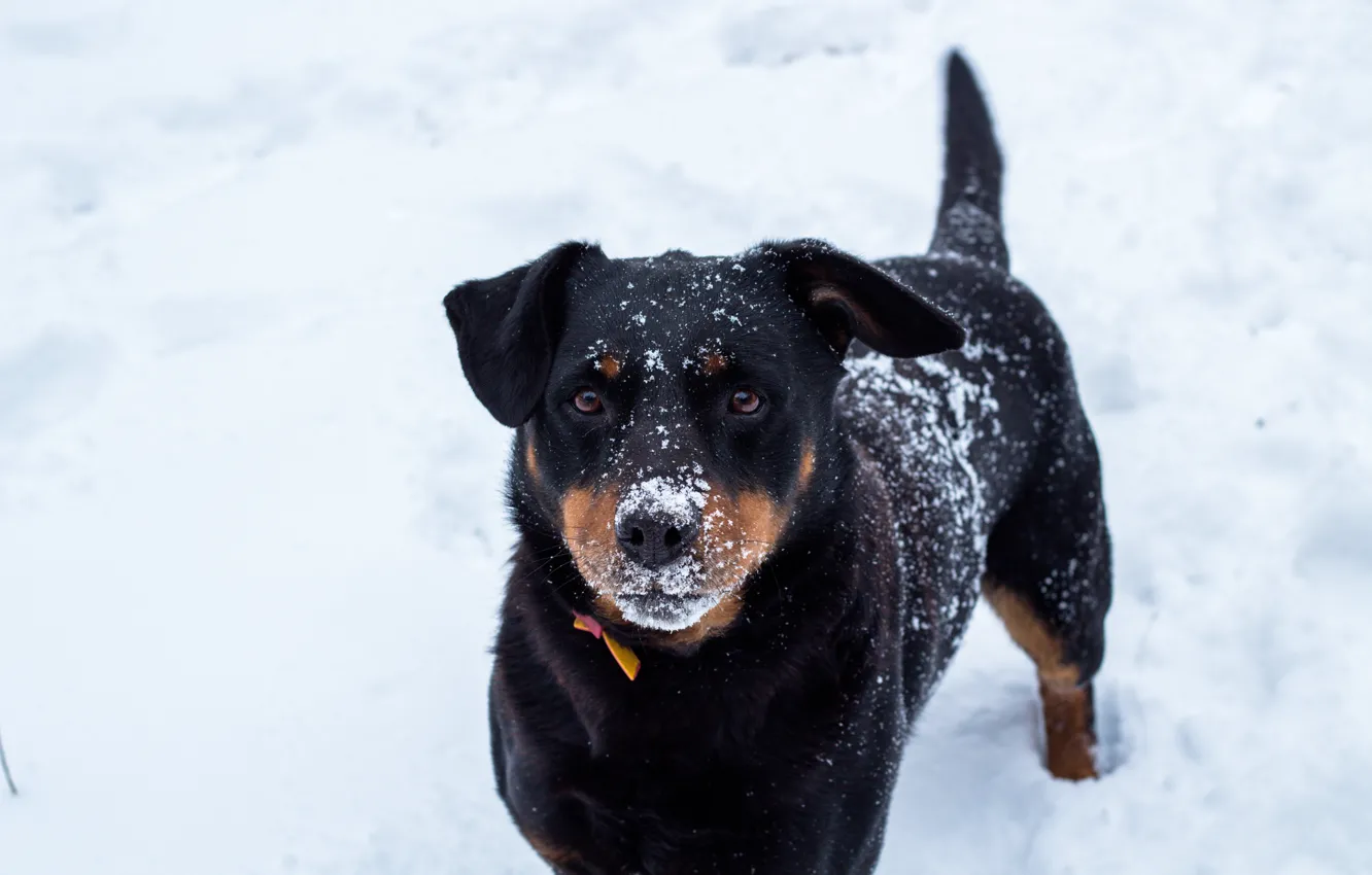 Photo wallpaper winter, snow, dog, frost