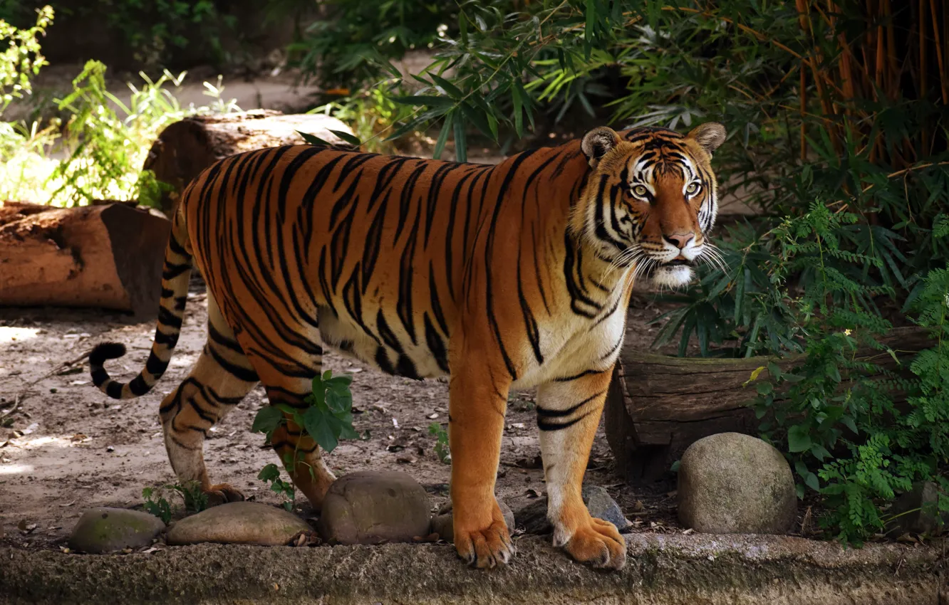 Photo wallpaper look, face, branches, nature, tiger, stones, foliage, log