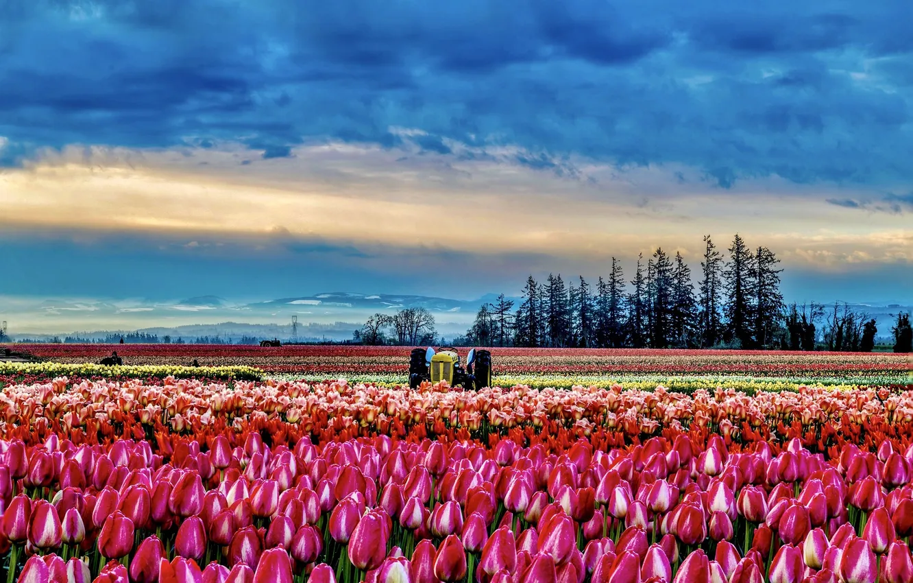 Photo wallpaper field, the sky, clouds, flowers, mountains, blue, spring, dal