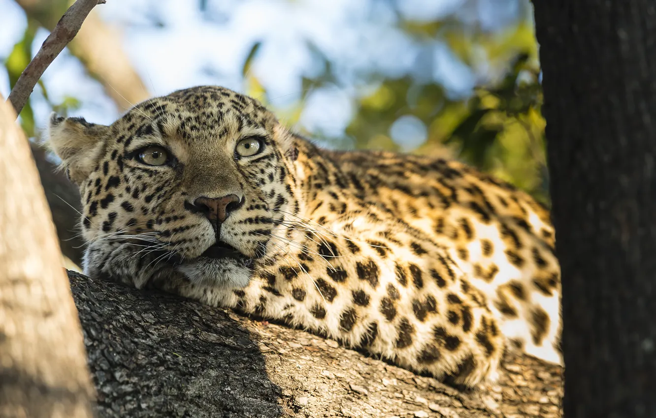 Photo wallpaper trees, nature, animal, predator, leopard, trunk