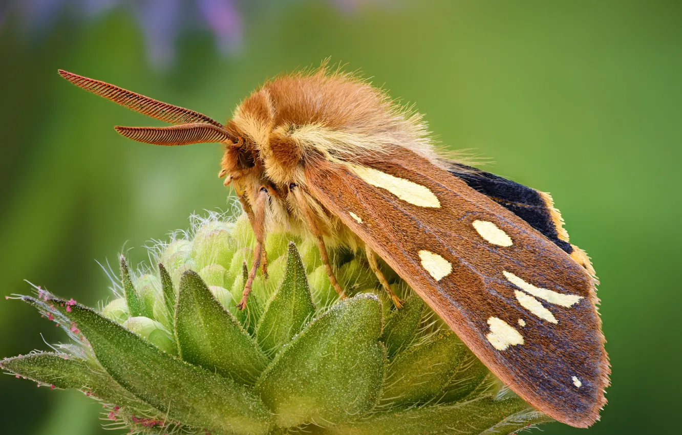 Photo wallpaper butterfly, insect, moth