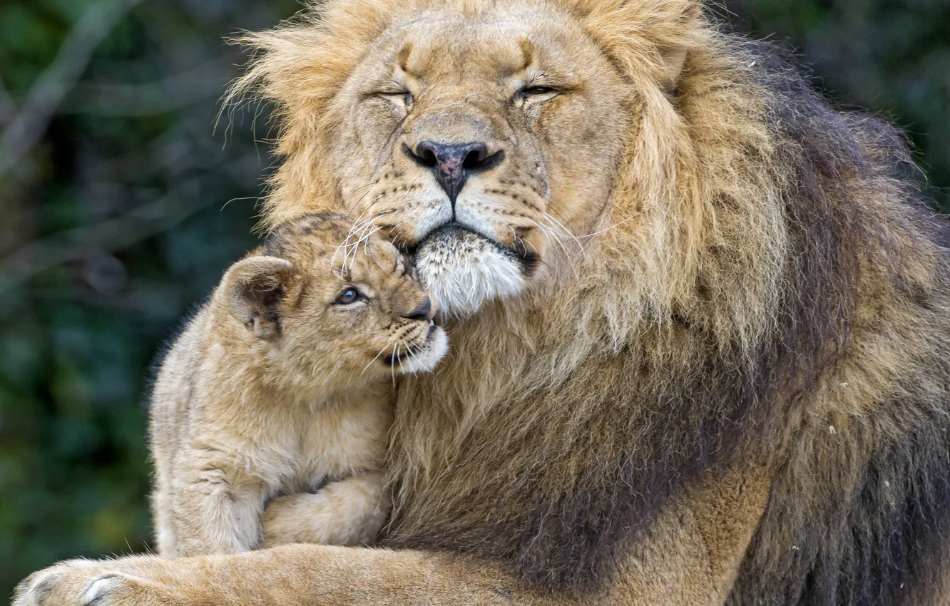 Photo wallpaper cat, Leo, lion, пара ©Tambako The Jaguar