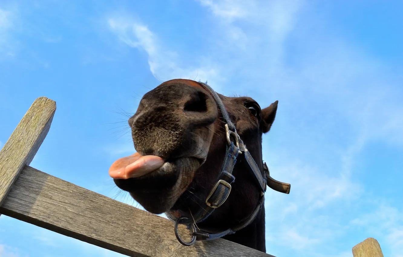 Photo wallpaper language, face, horse, horse, grimace