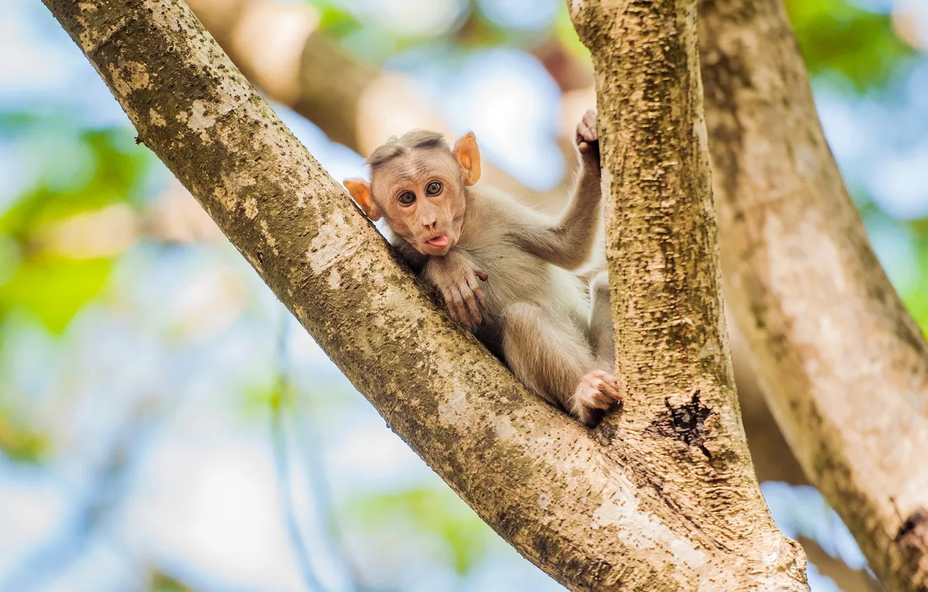 Photo wallpaper look, nature, monkey