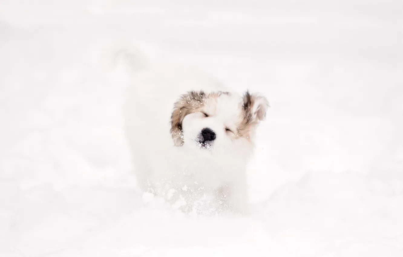 Photo wallpaper background, dog, puppy