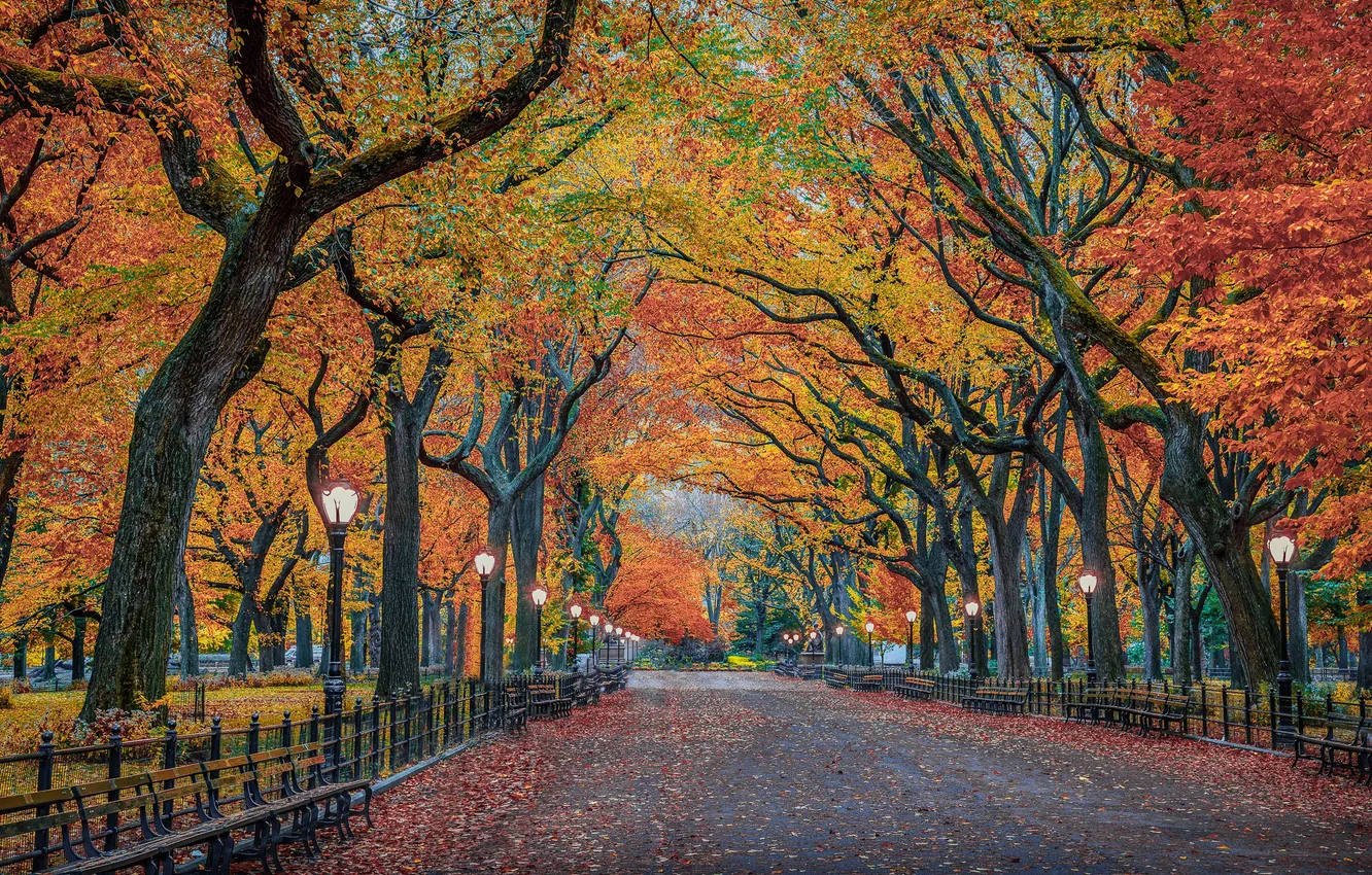 Photo wallpaper autumn, trees, the city, foliage, New York, USA, Central Park