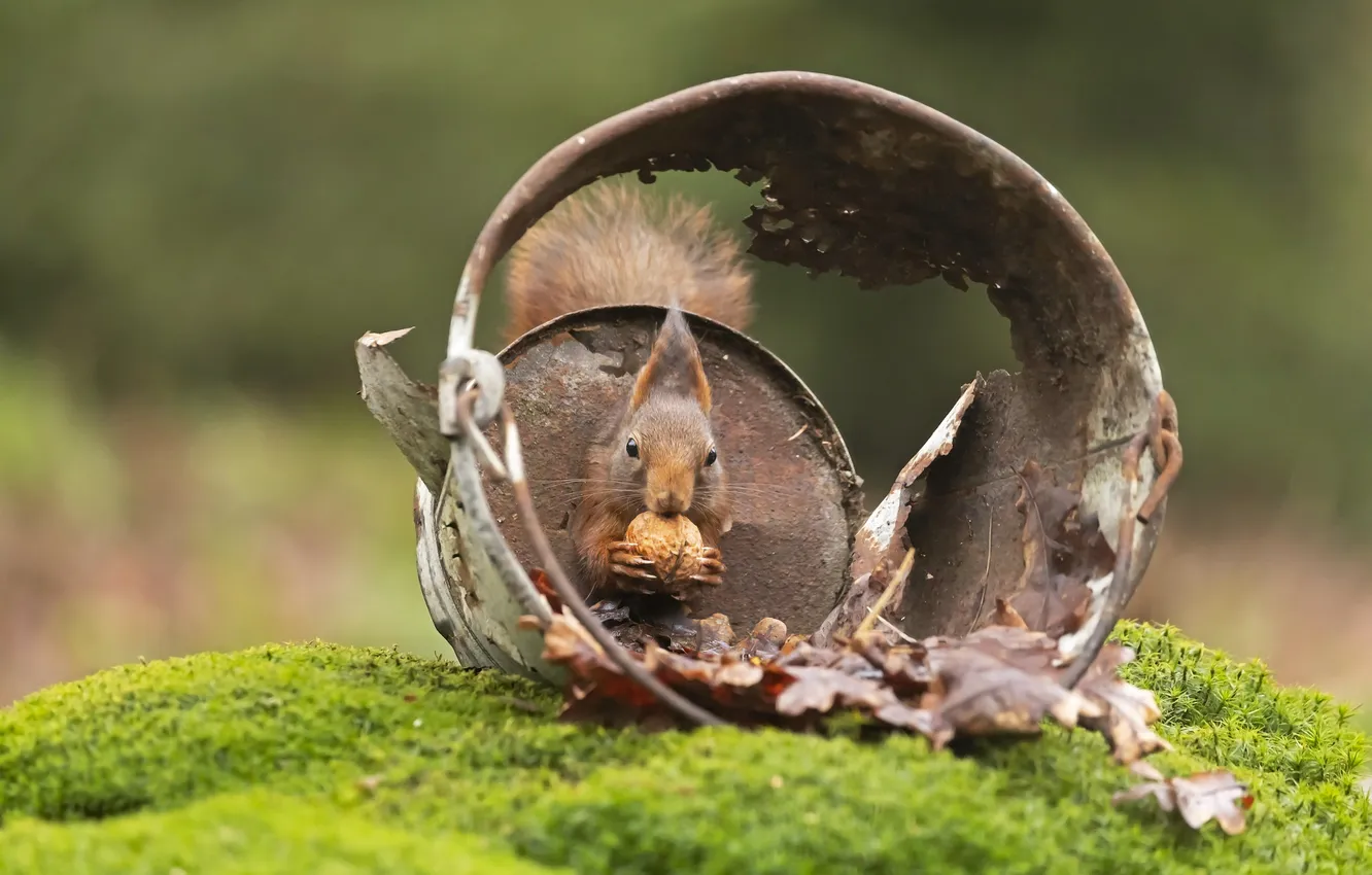 Photo wallpaper protein, bucket, nuts