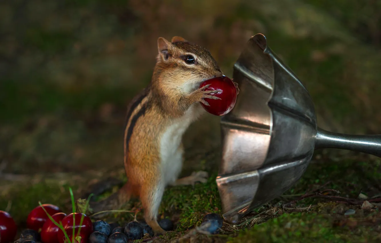 Photo wallpaper nature, cherry, pose, berries, legs, blueberries, dishes, Chipmunk