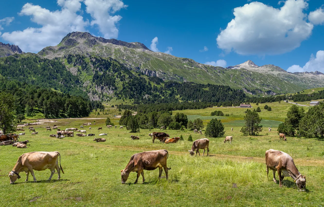 Photo wallpaper greens, mountains, cows, Alps, pasture, the herd