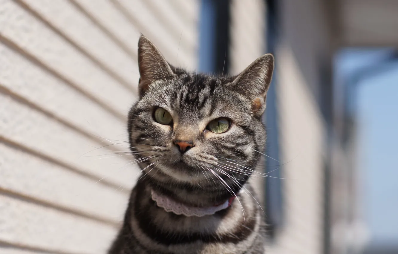 Photo wallpaper cat, eyes, look, background