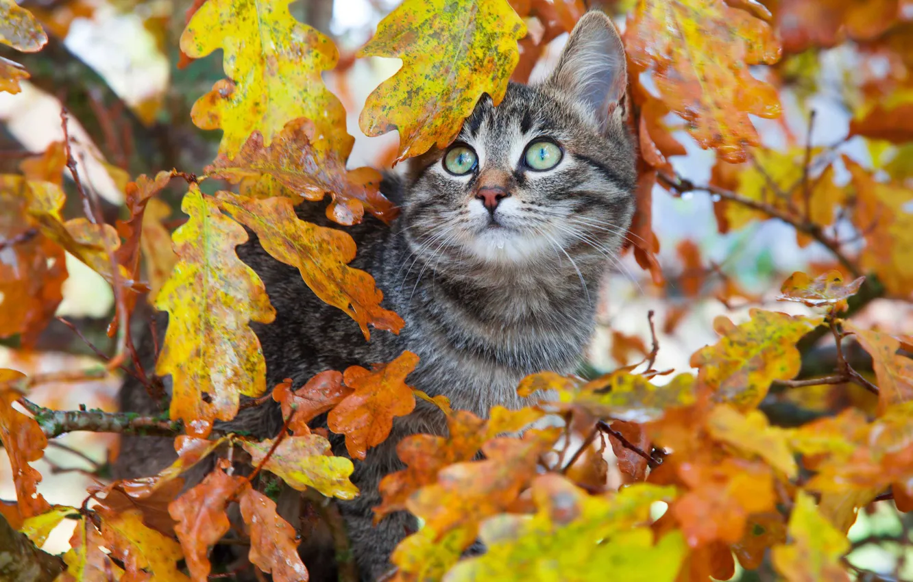 Photo wallpaper autumn, cat, look, leaves, branches, kitty, grey, tree