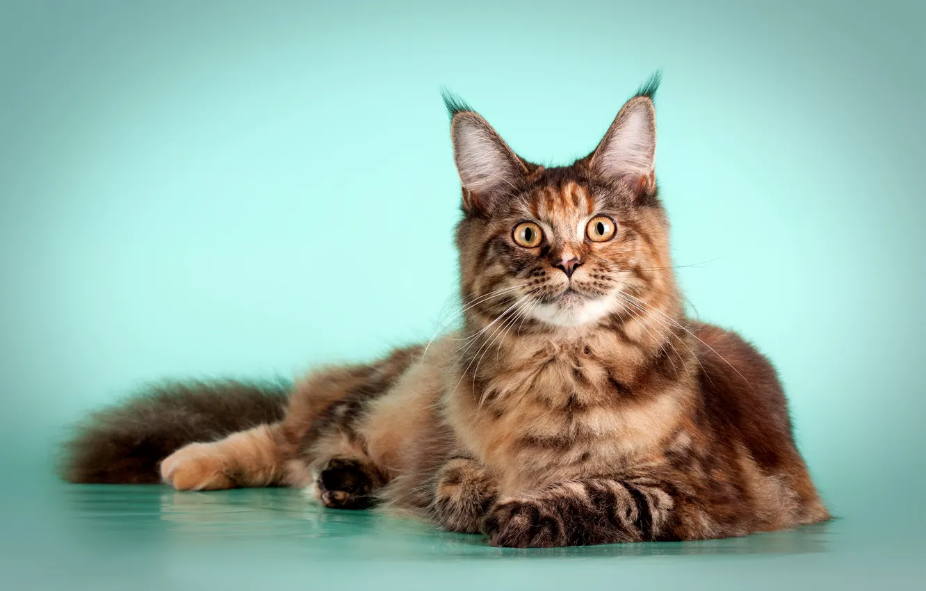 Photo wallpaper cat, look, lies, kitty, green background, Maine Coon, motley