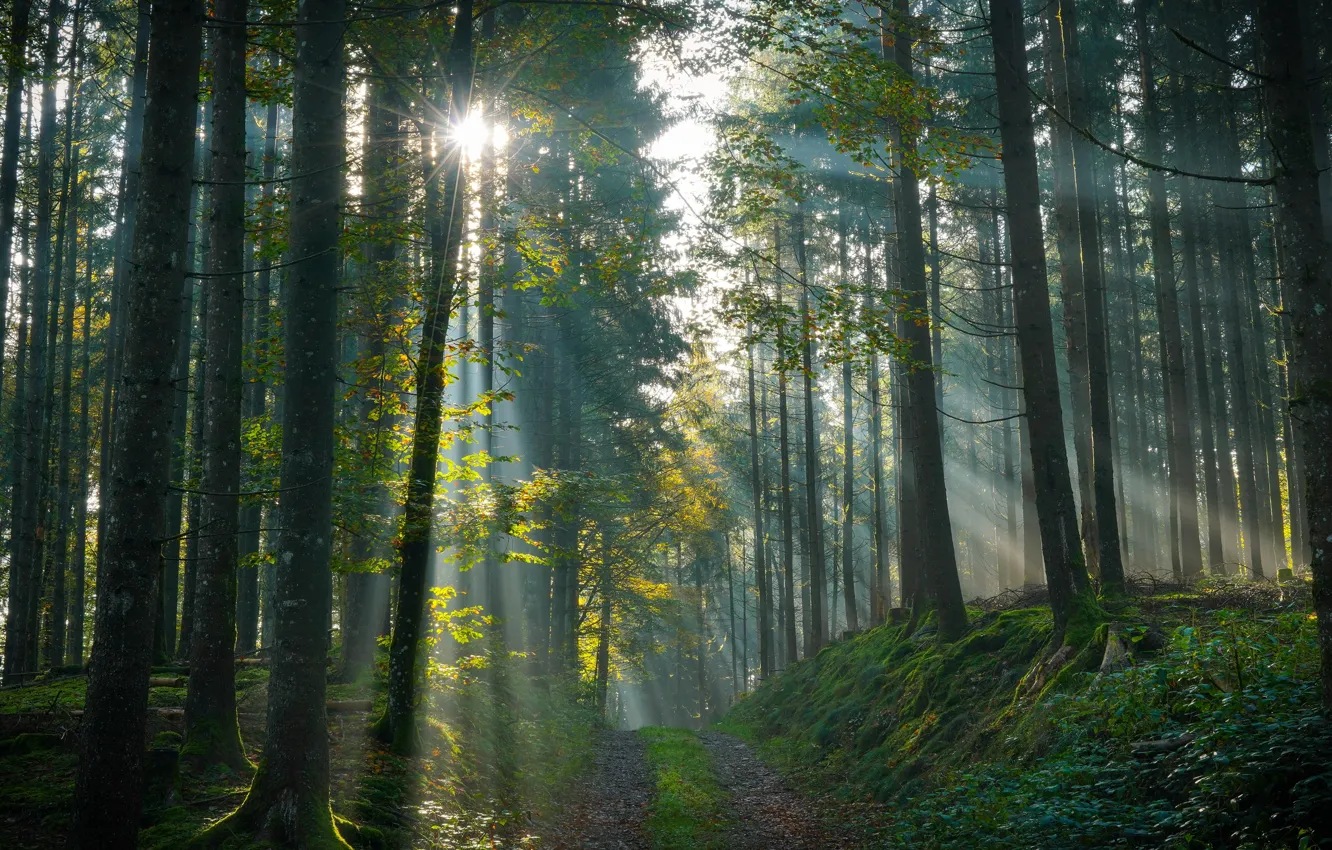 Photo wallpaper autumn, forest, the sun, rays, light, trees, branches, fog
