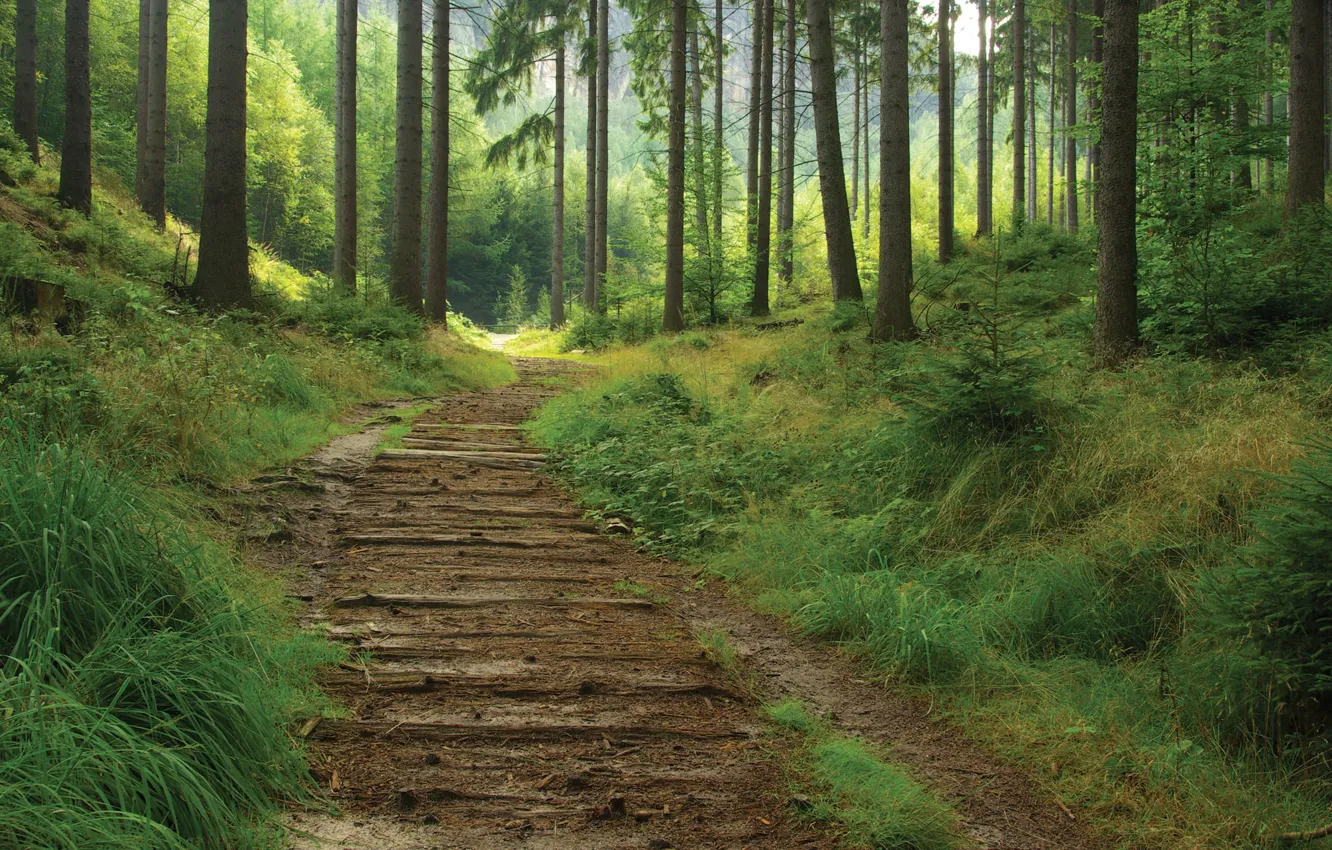 Photo wallpaper forest, summer, nature, trail