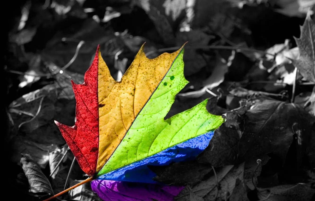 Photo wallpaper happiness, leaf, rainbow