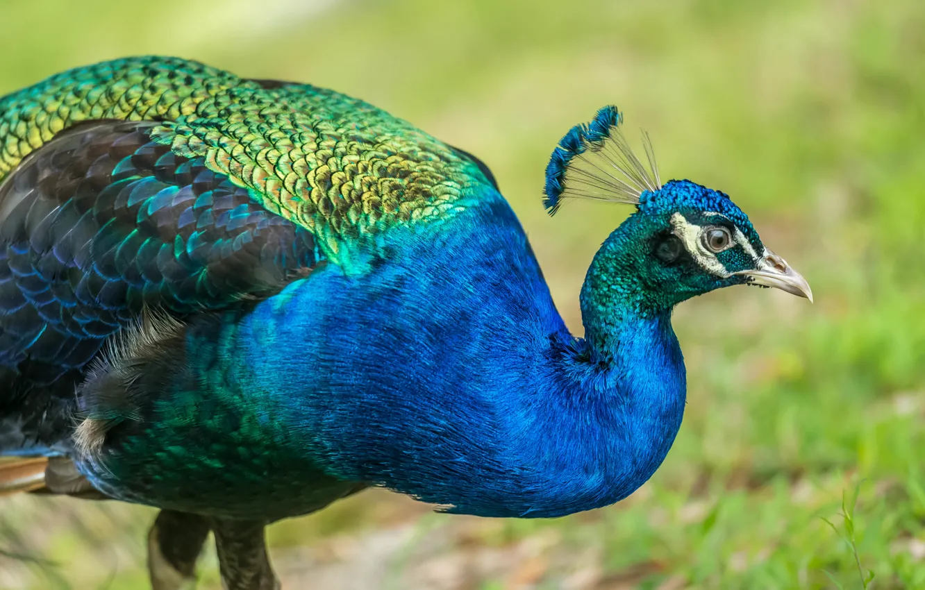 Photo wallpaper blue, nature, bird, peacock, walk