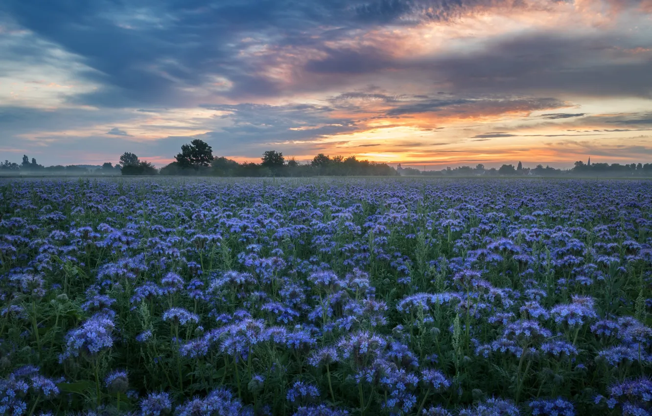 Photo wallpaper field, flowers, plantation, phacelia