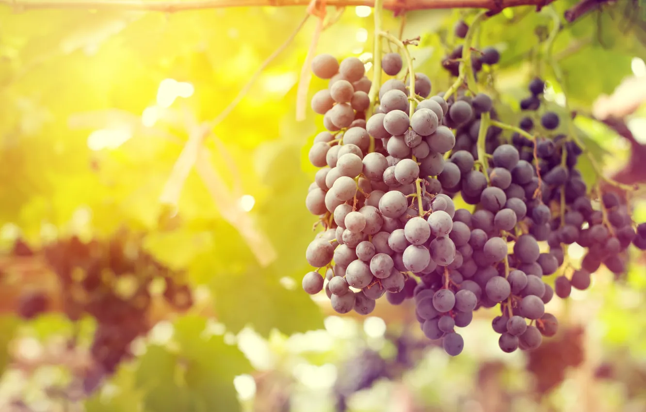 Photo wallpaper leaves, nature, grapes, vineyard, brush, bunches of grapes