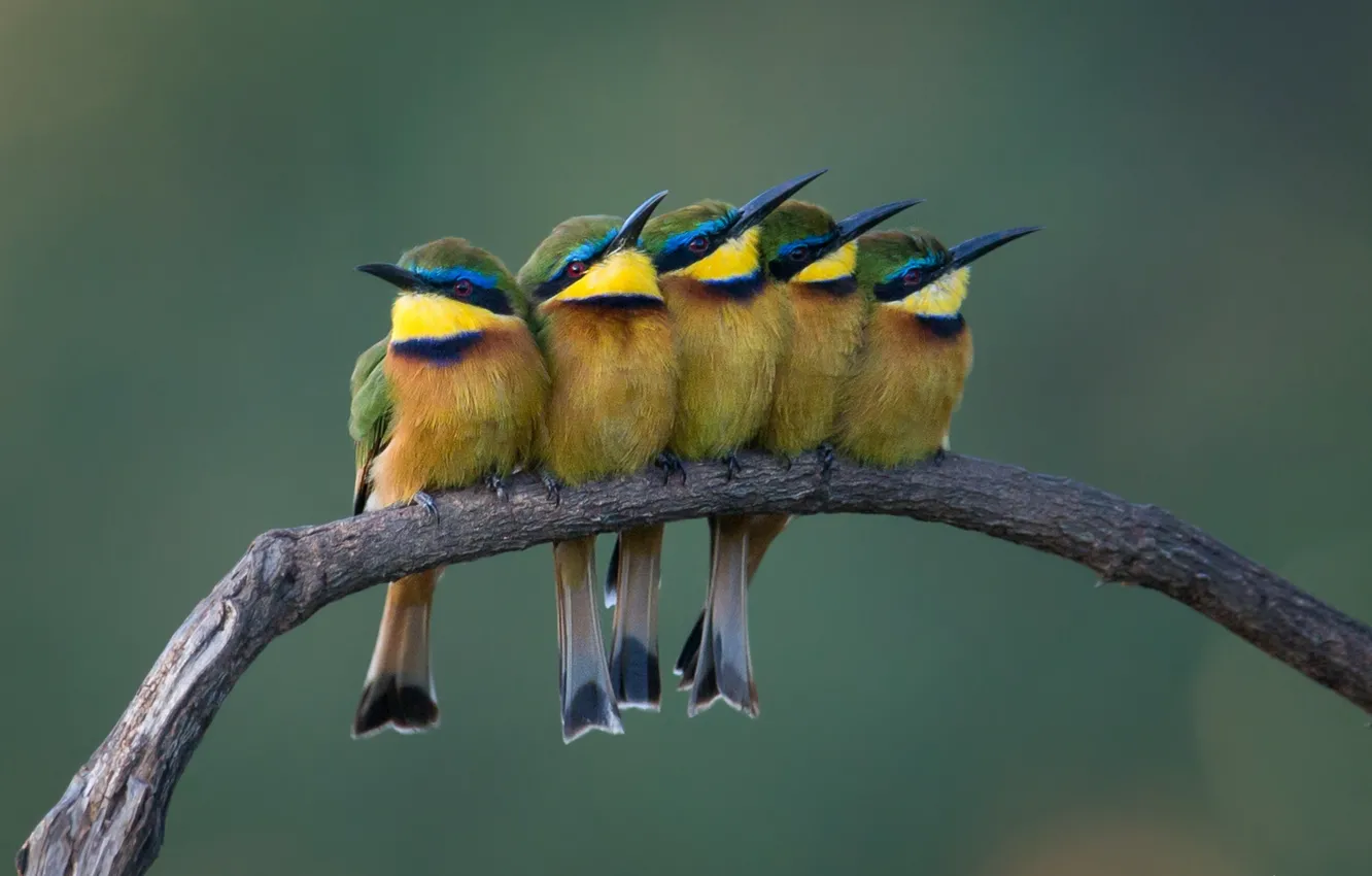 Photo wallpaper birds, nature, background