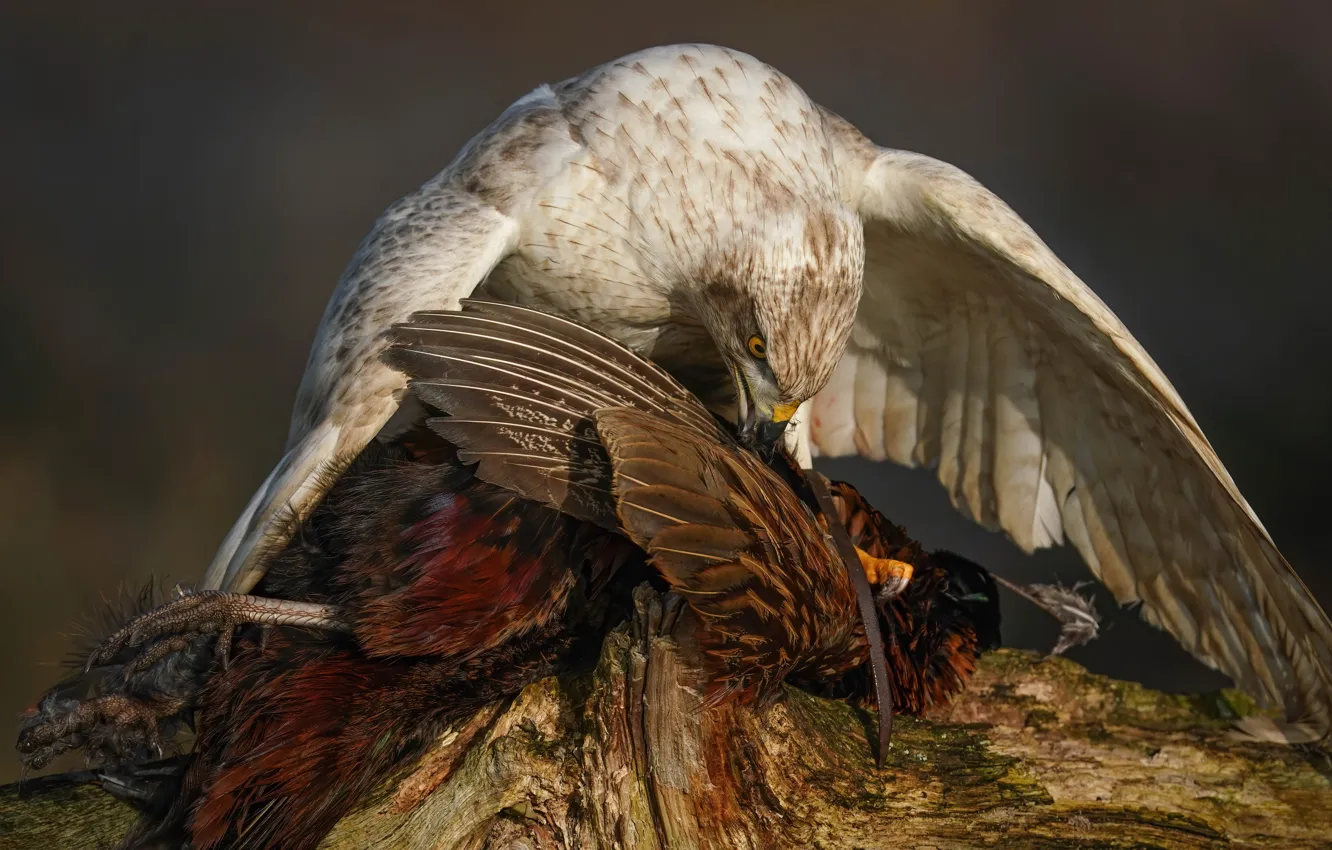 Photo wallpaper pose, bird, wings, predator, hawk, mining