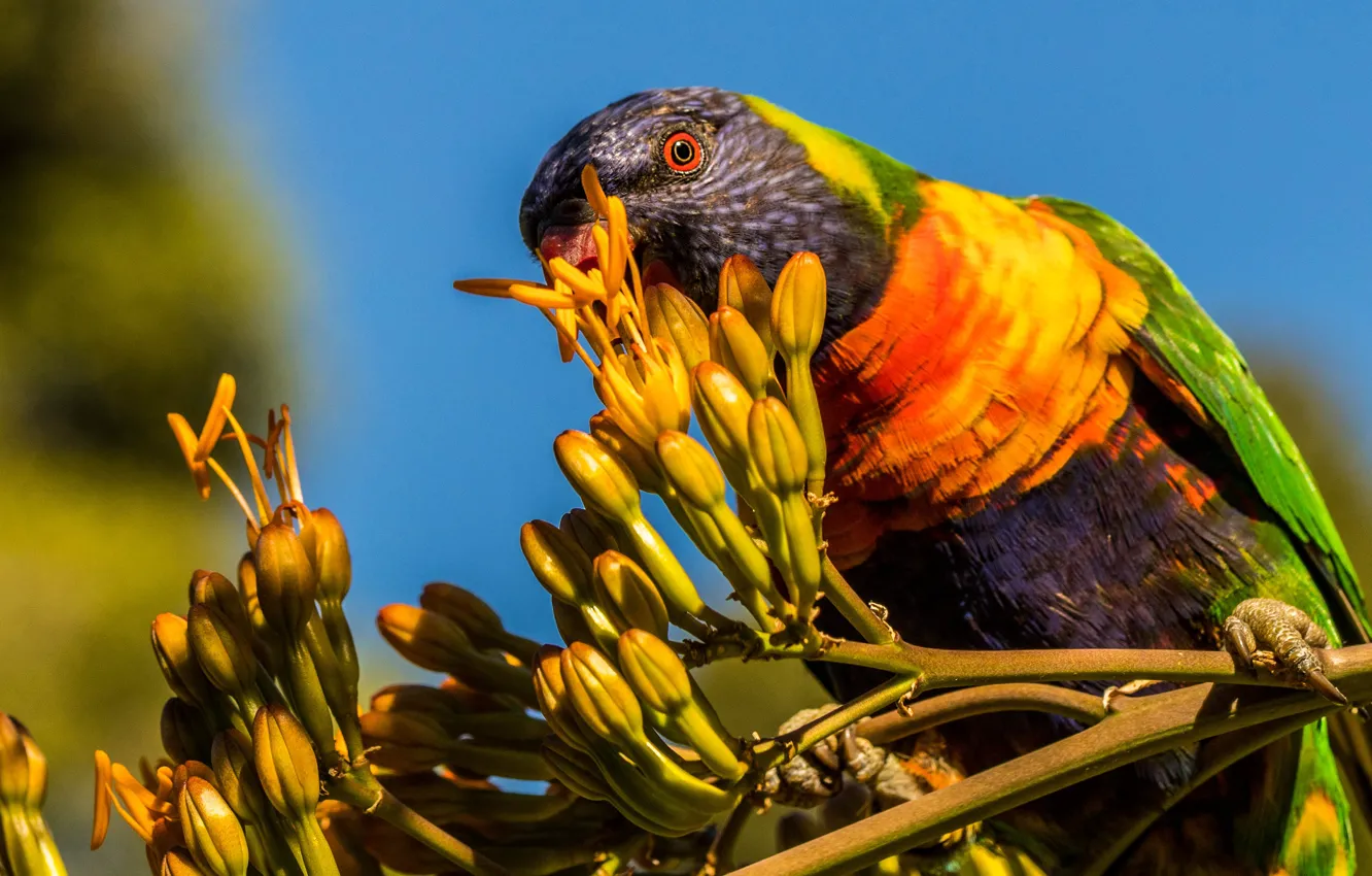 Photo wallpaper flowers, branches, background, bird, parrot, Lori, rainbow lorikeet