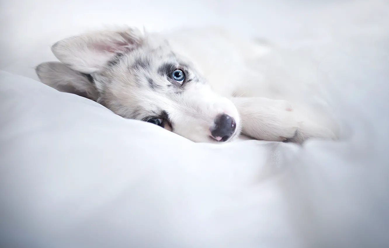 Photo wallpaper look, each, dog