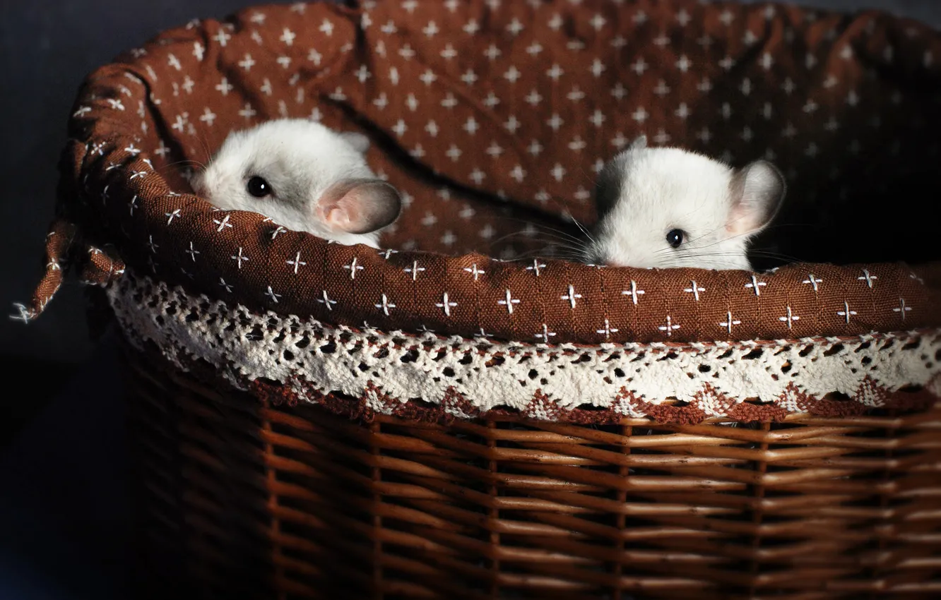 Photo wallpaper look, sweetheart, two, muzzle, white, a couple, basket, rodent