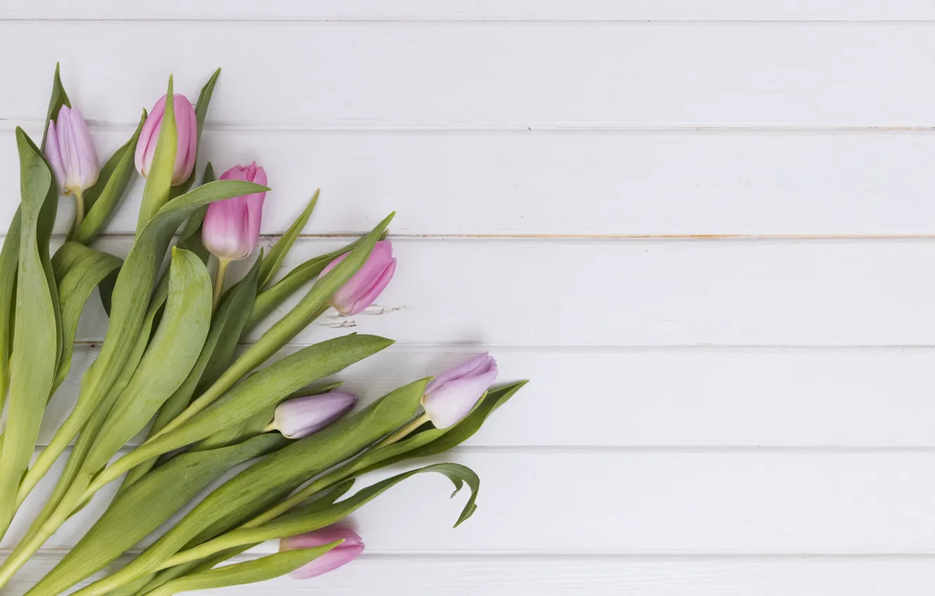 Photo wallpaper flowers, background, tulips, buds