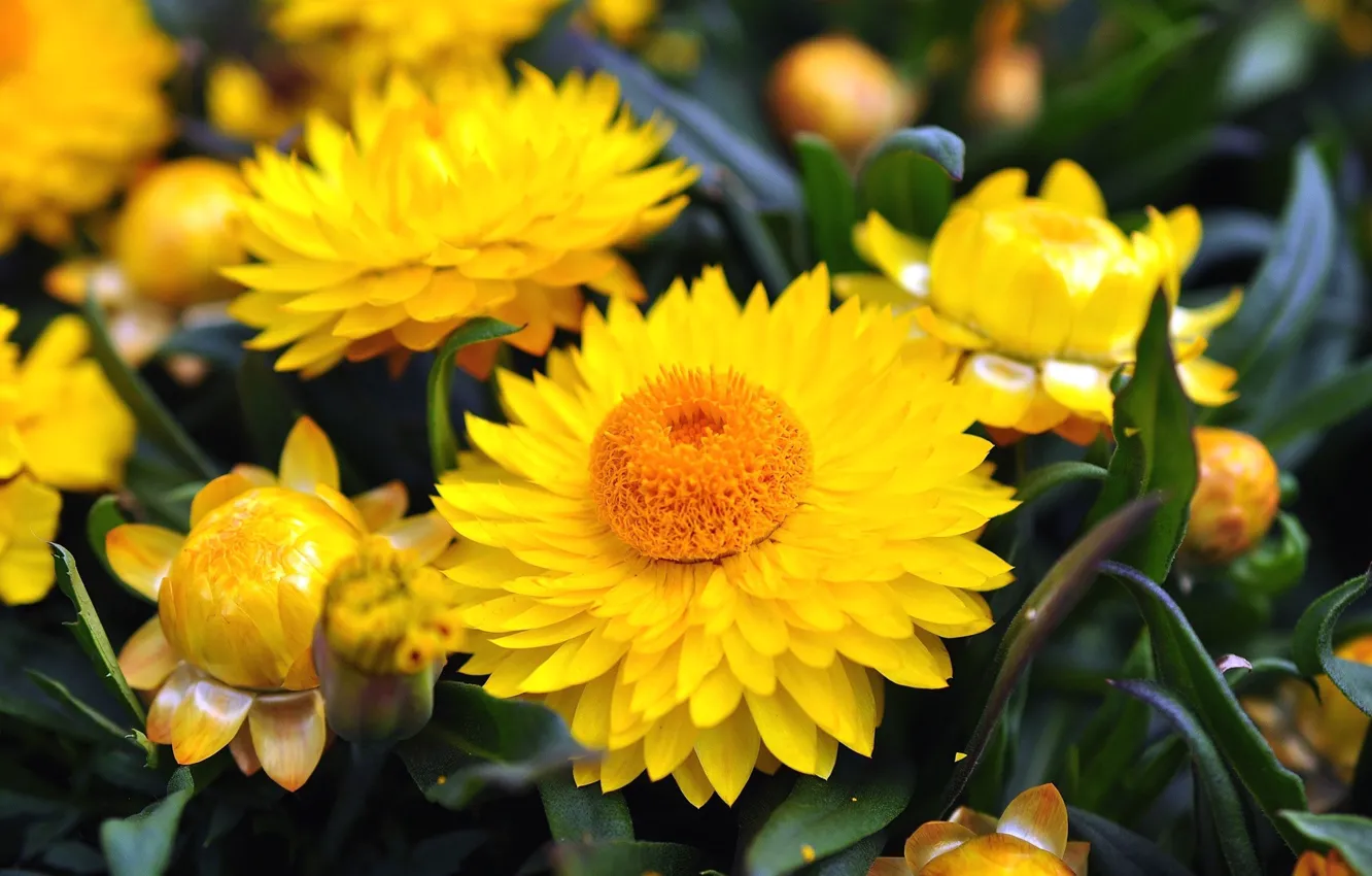 Photo wallpaper flowers, buds, yellow flowers