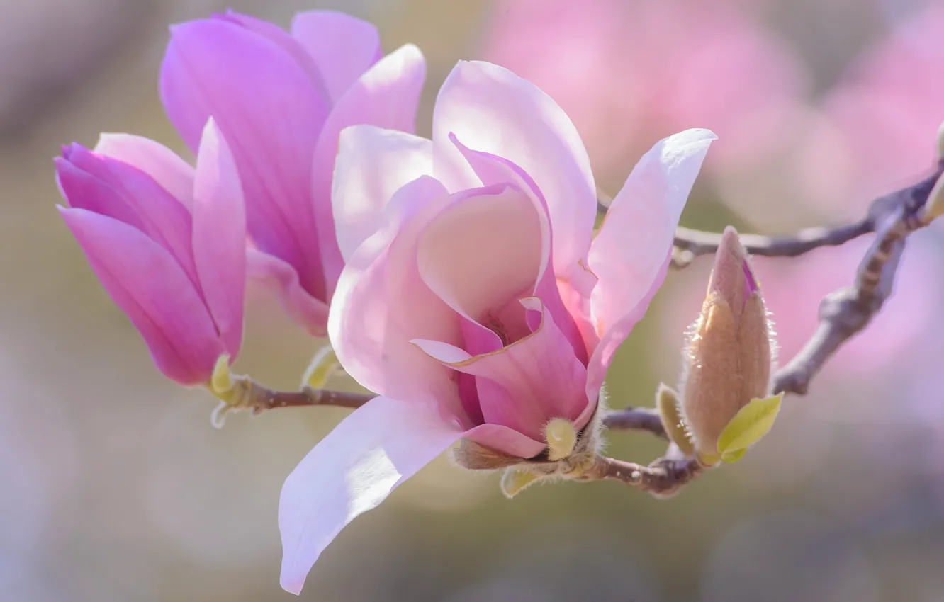 Photo wallpaper flowers, background, pink, beauty, branch, spring, petals, buds