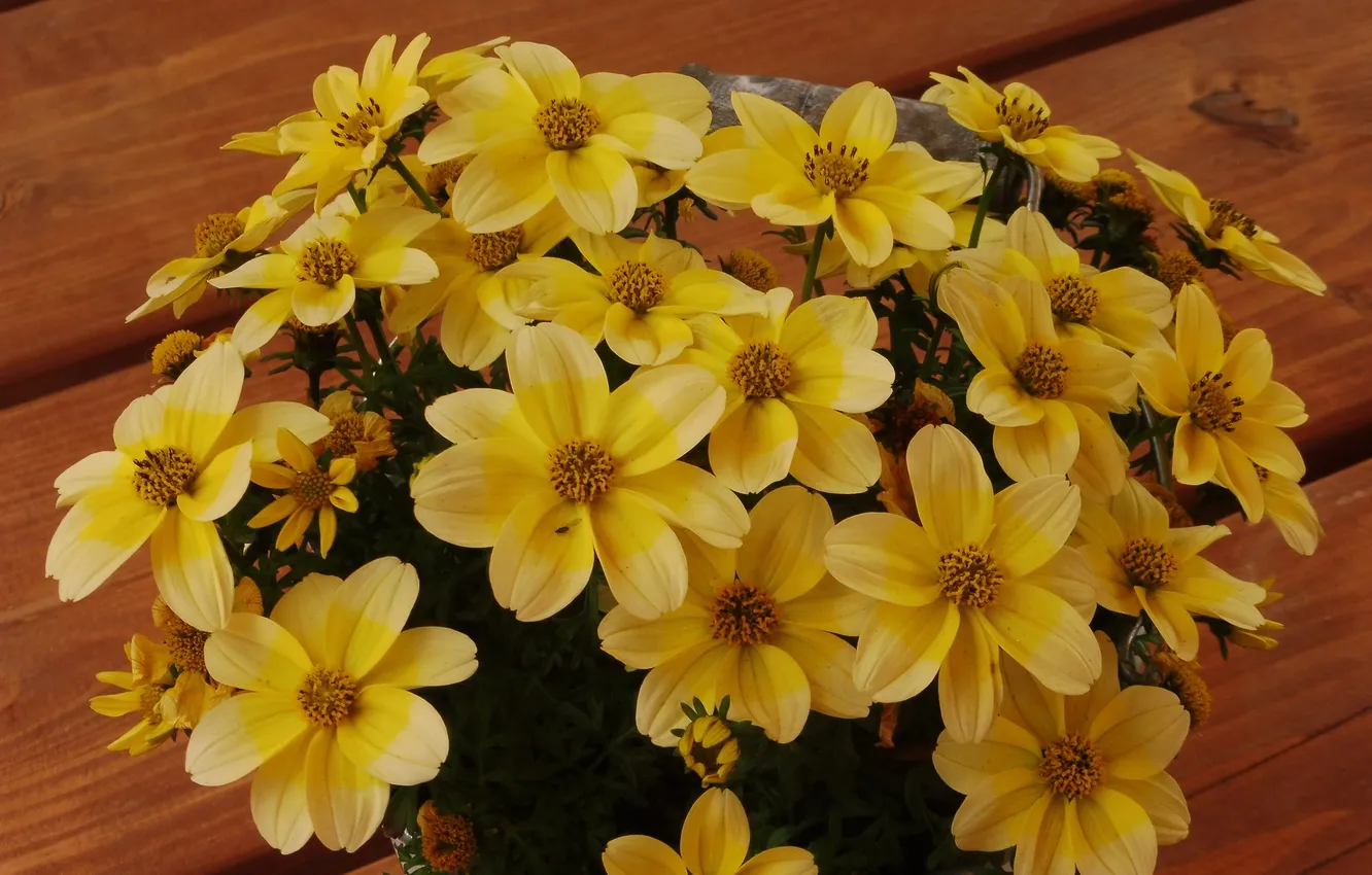 Photo wallpaper flowers, yellow, in a pot