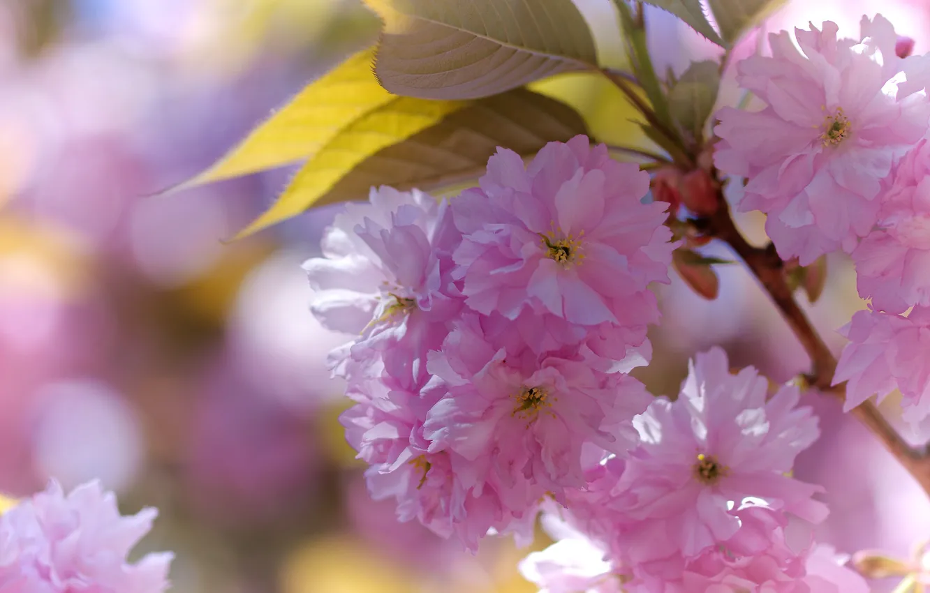 Photo wallpaper flowers, spring, flowering, almonds