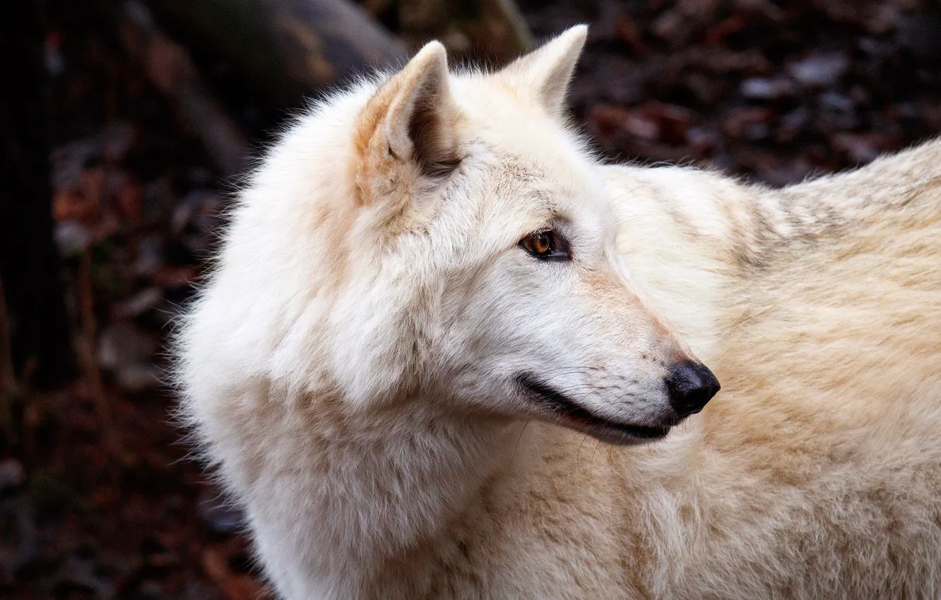 Photo wallpaper autumn, forest, white, face, background, wolf, portrait, profile