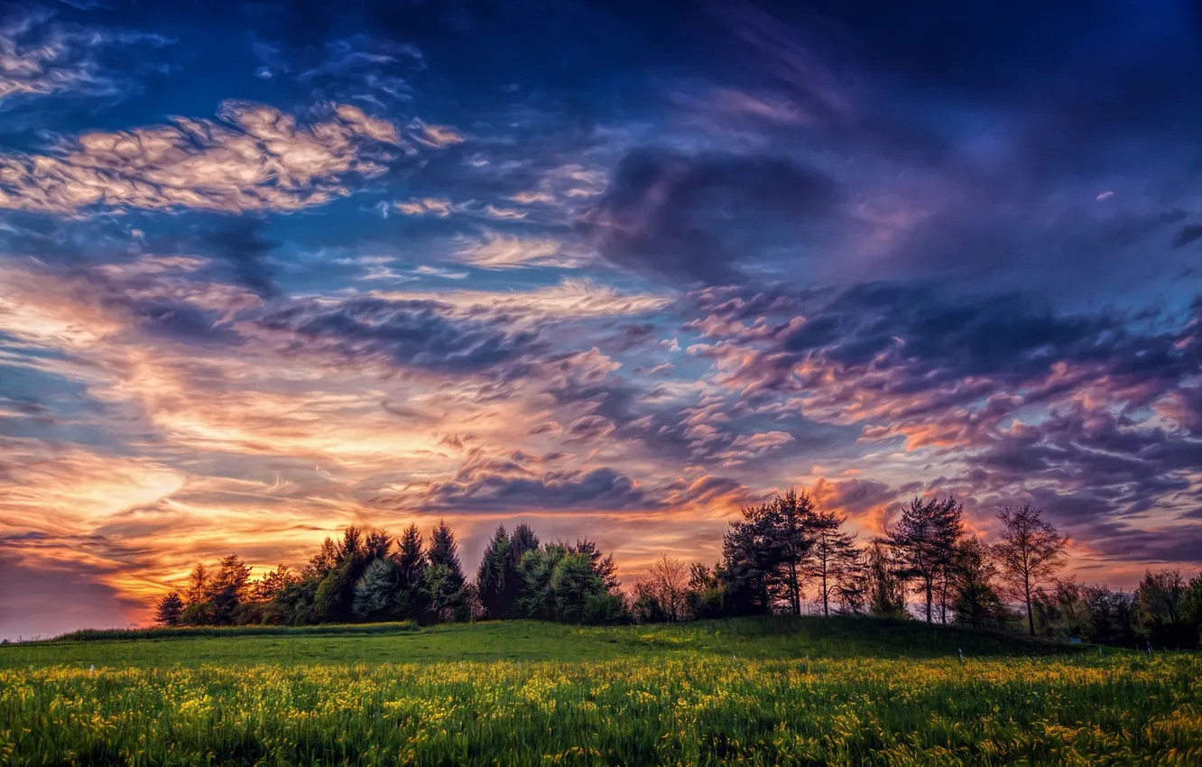 Photo wallpaper field, trees, landscape, sunset, flowers, nature, trees, landscape