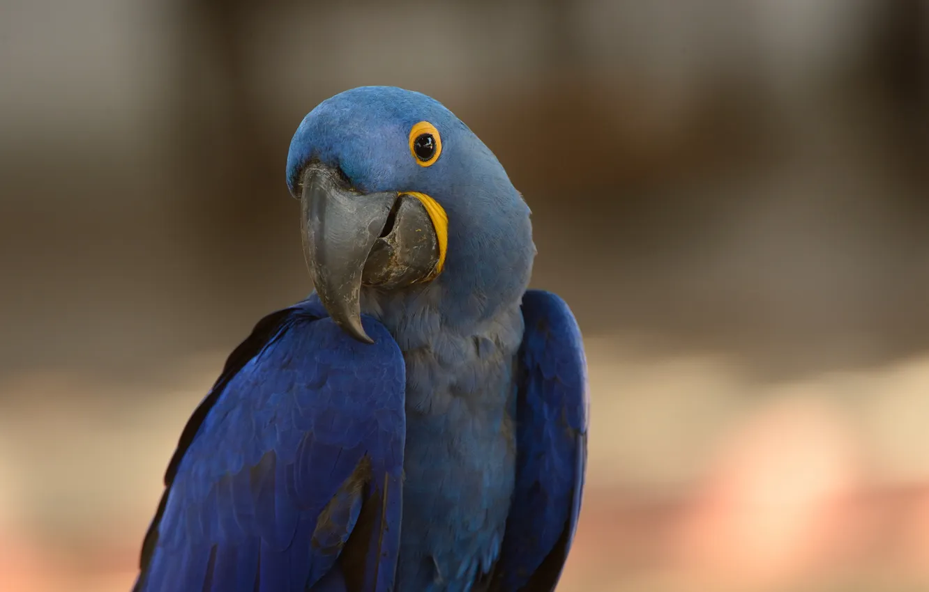 Photo wallpaper blue, bird, parrot, Ara