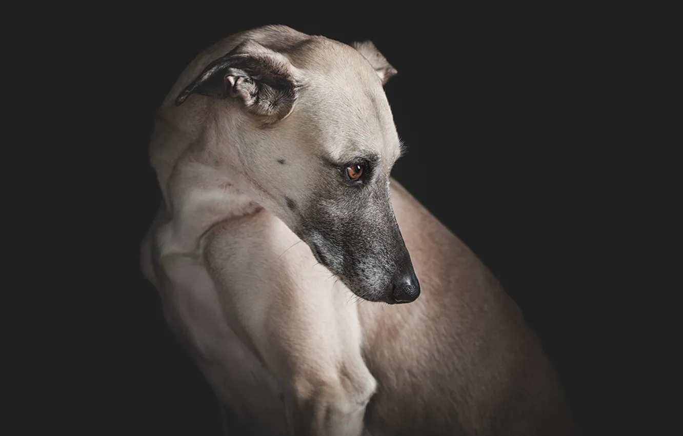 Photo wallpaper look, mood, melancholy, Greyhound, hunting dog