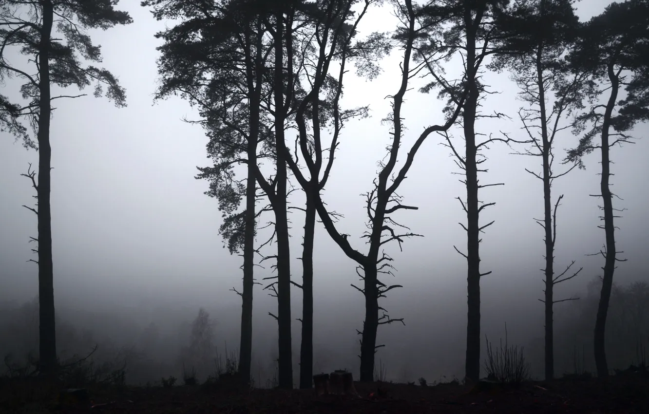 Photo wallpaper trees, fog, England, haze, UK, Selborne