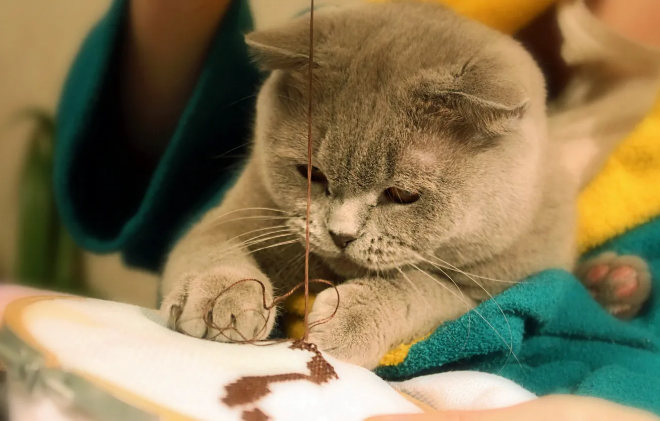 Photo wallpaper cat, thread, seamstress