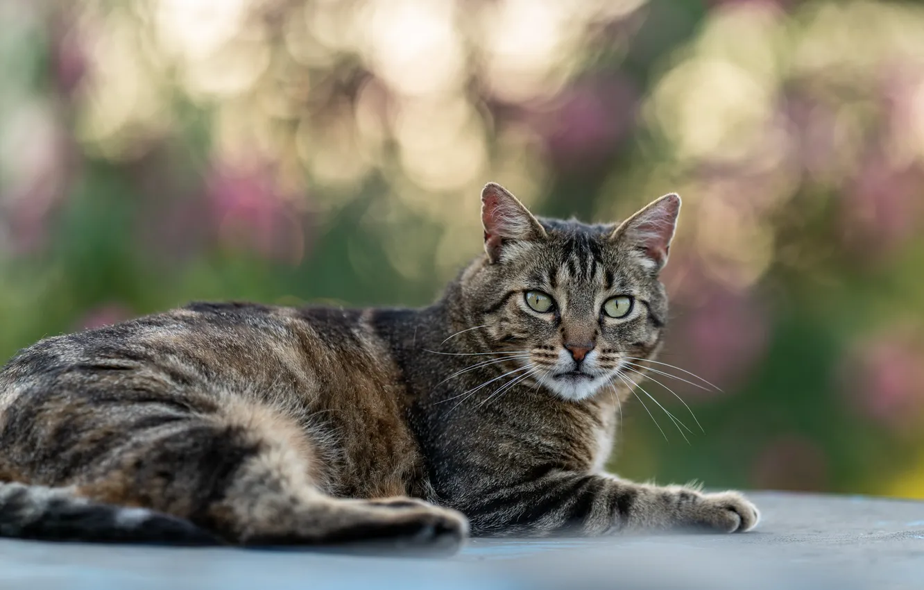 Photo wallpaper cat, cat, grey, lies, striped
