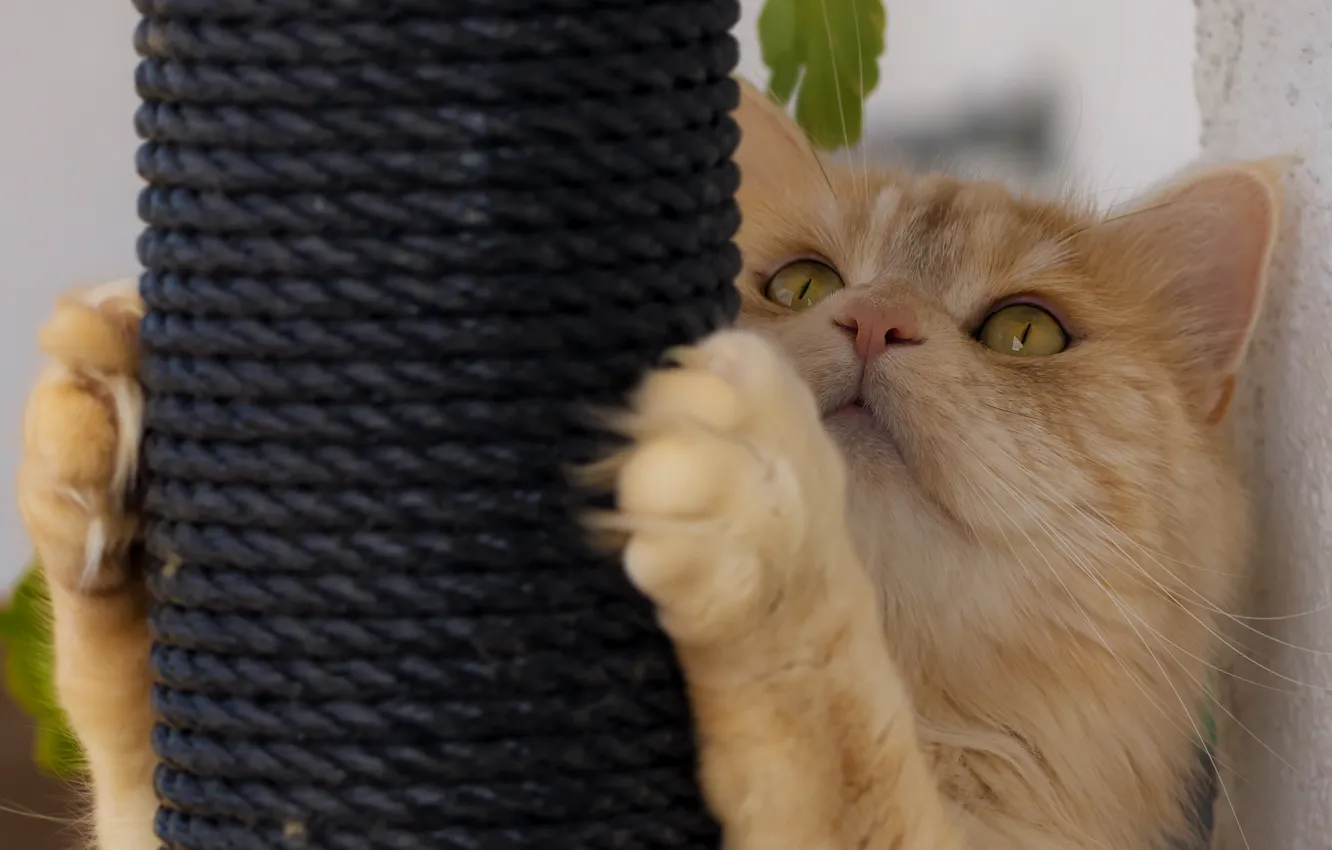 Photo wallpaper cat, look, legs, red cat