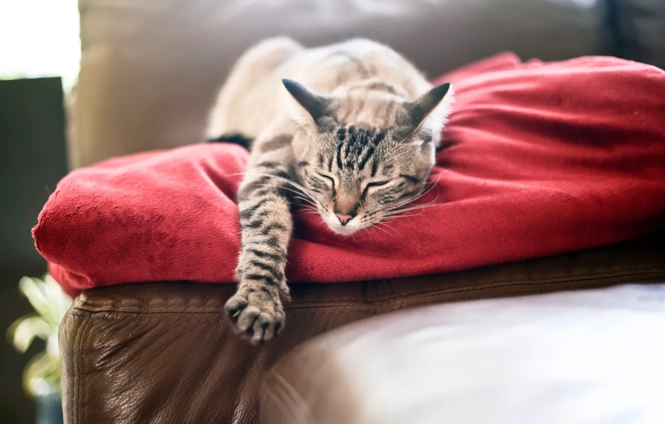 Photo wallpaper cat, cat, red, paw, sleeping, plaid