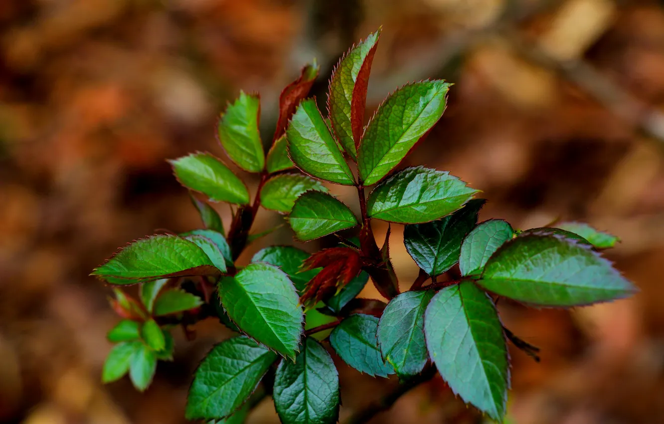 Photo wallpaper spring, leaf, plant