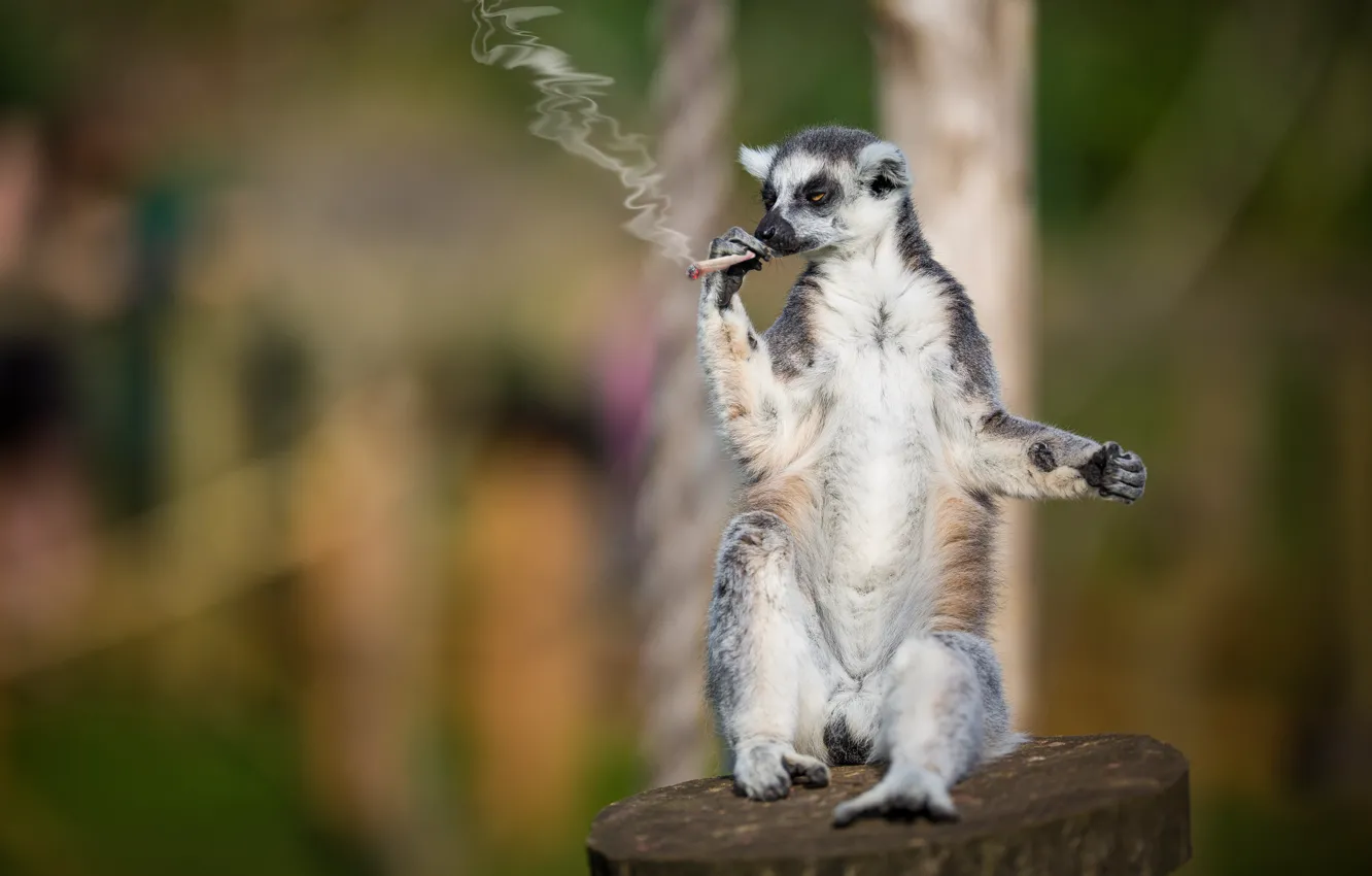 Photo wallpaper lemur, hand-rolled cigarette, smoker