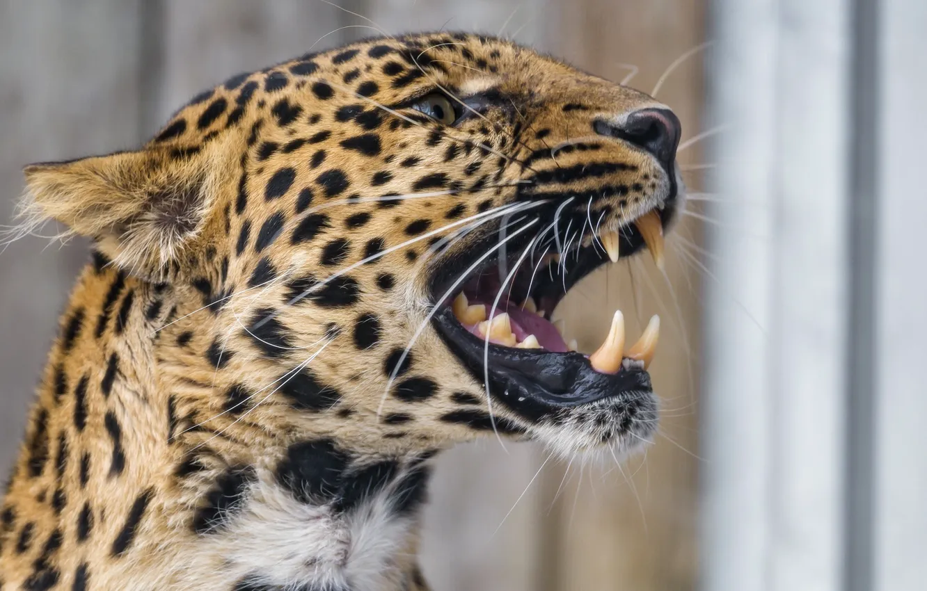 Photo wallpaper predator, mouth, leopard, fangs, grin, profile, wild cat