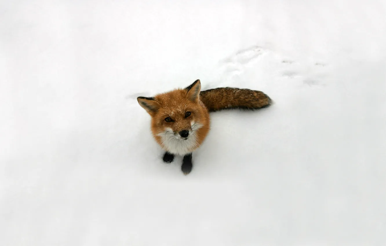 Photo wallpaper look, snow, Fox, red, Fox